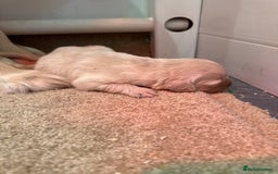 Golden Retriever dogs for sale: 5 outstanding KC golden retriever puppies  - Image 12