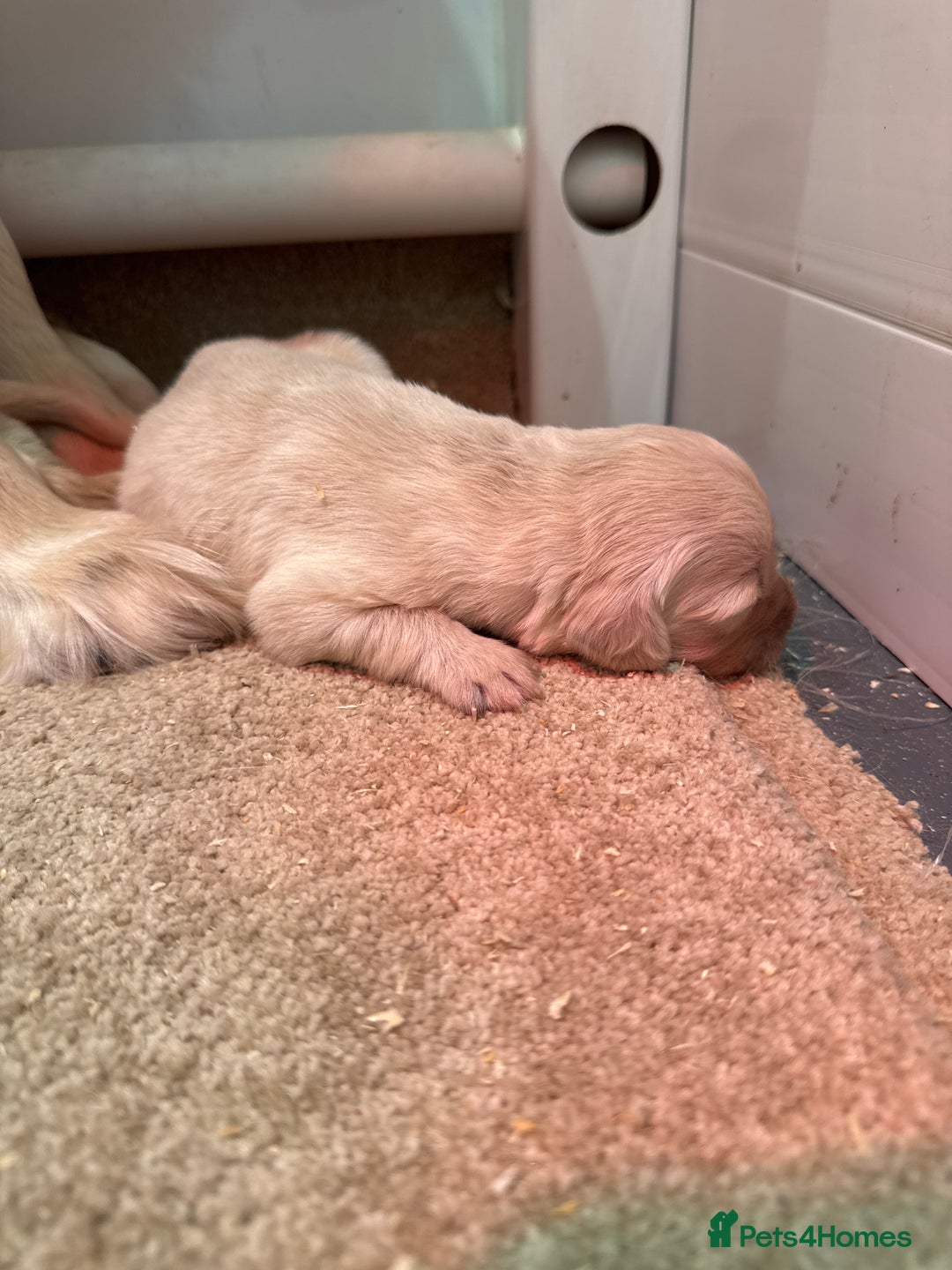 Golden Retriever dogs for sale: 5 outstanding KC golden retriever puppies  - Image 12