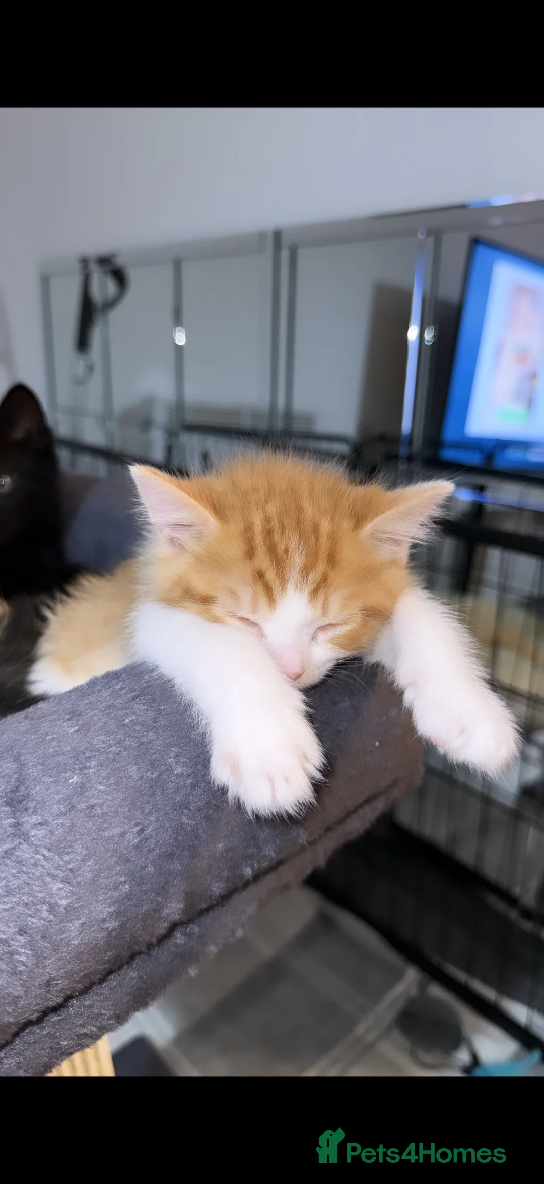 Mixed Breed cats for sale: 3 10 week old kittens  in Liverpool - Advert 11
