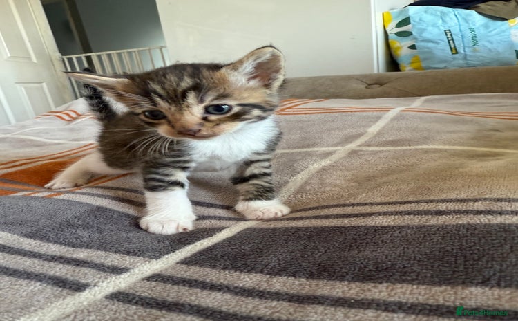 Mixed Breed cats - Advert 2