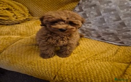 Poodle dogs for sale: Poodle  - Image 1