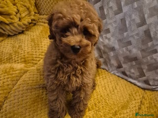 Poodle dogs for sale - Advert 1