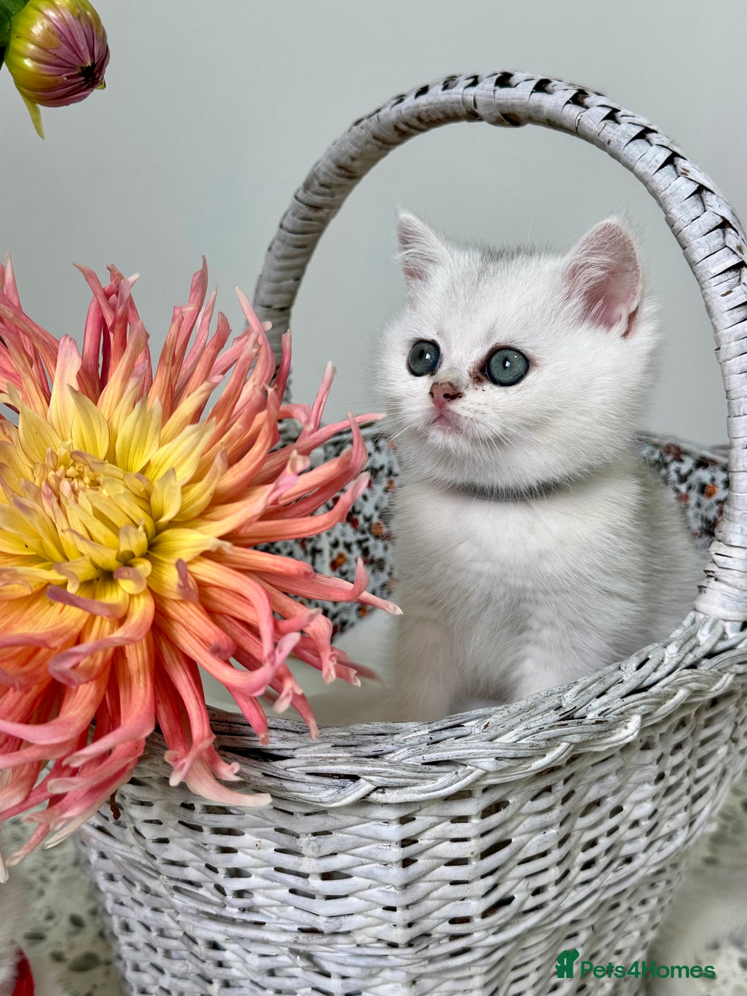 British Shorthair cats for sale: 🩵Silver shaded British short hair kitten 🩵 - Image 4