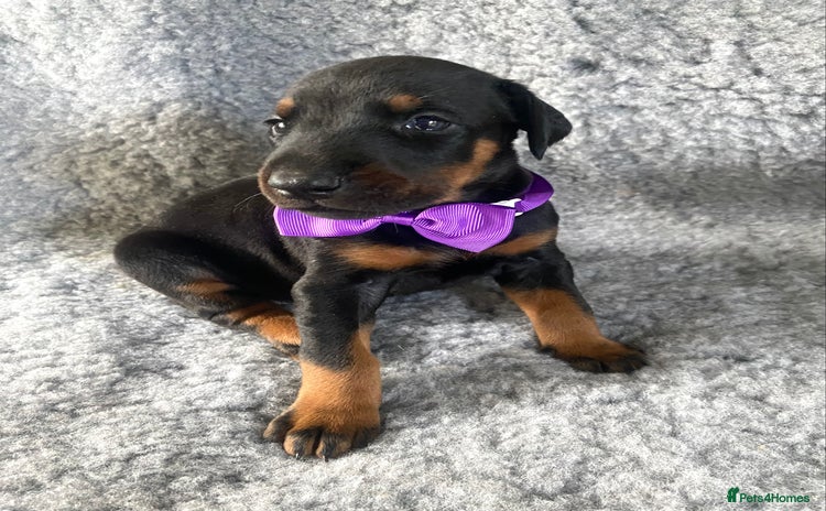 Dobermann dogs - Advert 1