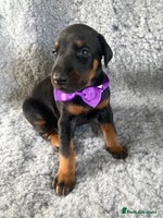 Dobermann dogs - Advert 2