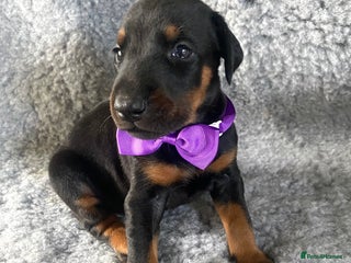 Dobermann dogs - Advert 3