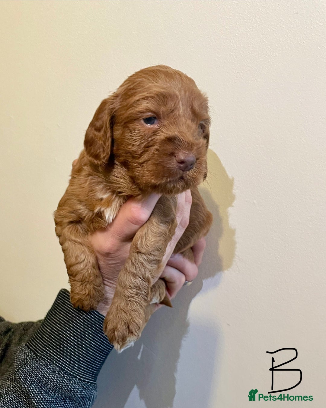 Cockapoo dogs for sale: Beautiful F1 Cockapoos - Advert 8