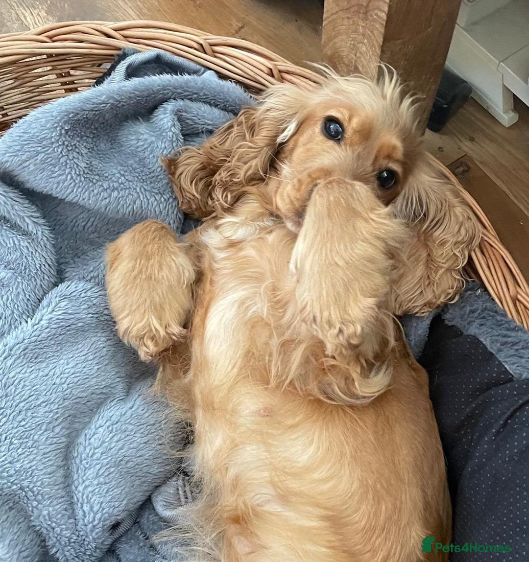 Cocker Spaniel dogs for sale: Cocker Spaniel Bitch - Golden Inside & Out - Advert 8
