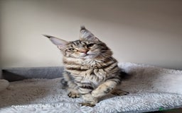 Maine Coon cats for sale: 🎀Females- MAINE COON🎀 - Advert 10