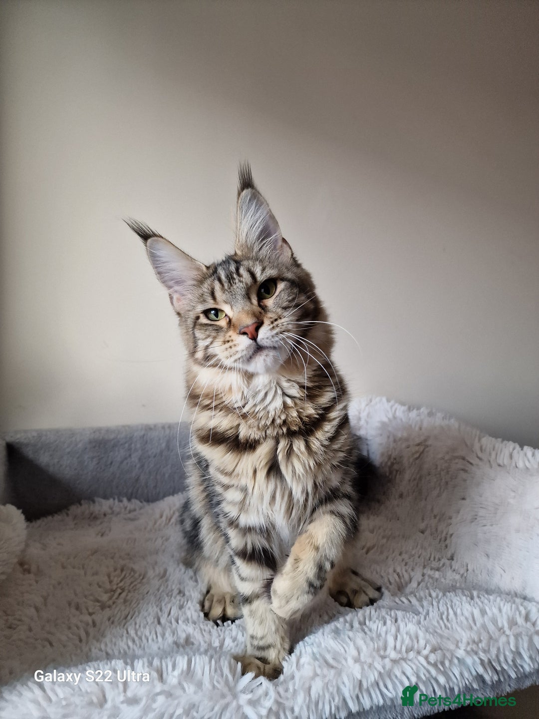 Maine Coon cats for sale: 🎀Females- MAINE COON🎀 - Advert 10
