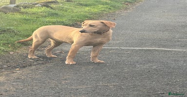 Labrador Retriever dogs Cracking Female Labrador - Advert 1