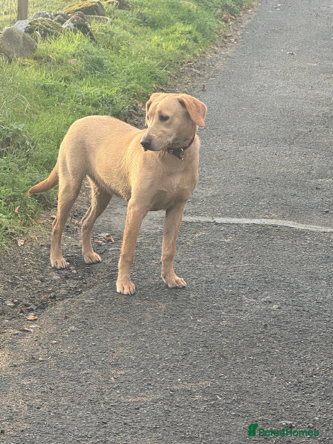 Labrador Retriever dogs for sale: Cracking Female Labrador - Advert 2