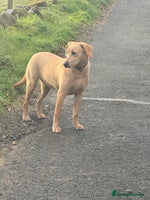 Labrador Retriever dogs Cracking Female Labrador - Advert 13