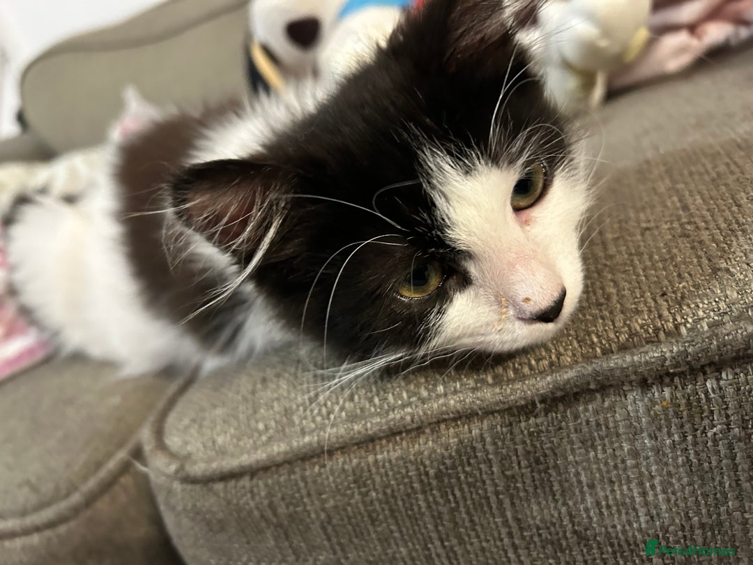 Mixed Breed cats for sale: 2’ beautiful male kittens - Advert 2