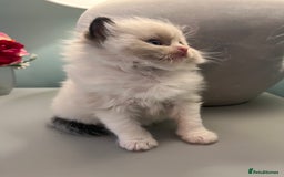 Ragdoll cats for sale: Chunky Quality EU Ragdoll babies - Image 8