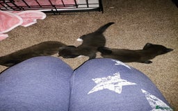 British Shorthair cats for sale: 2 male kittens  - Image 4