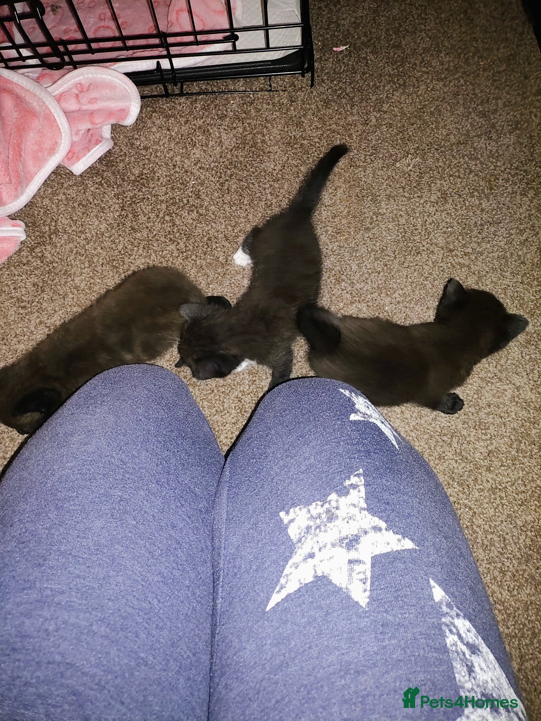 British Shorthair cats for sale: 2 male kittens  - Image 4