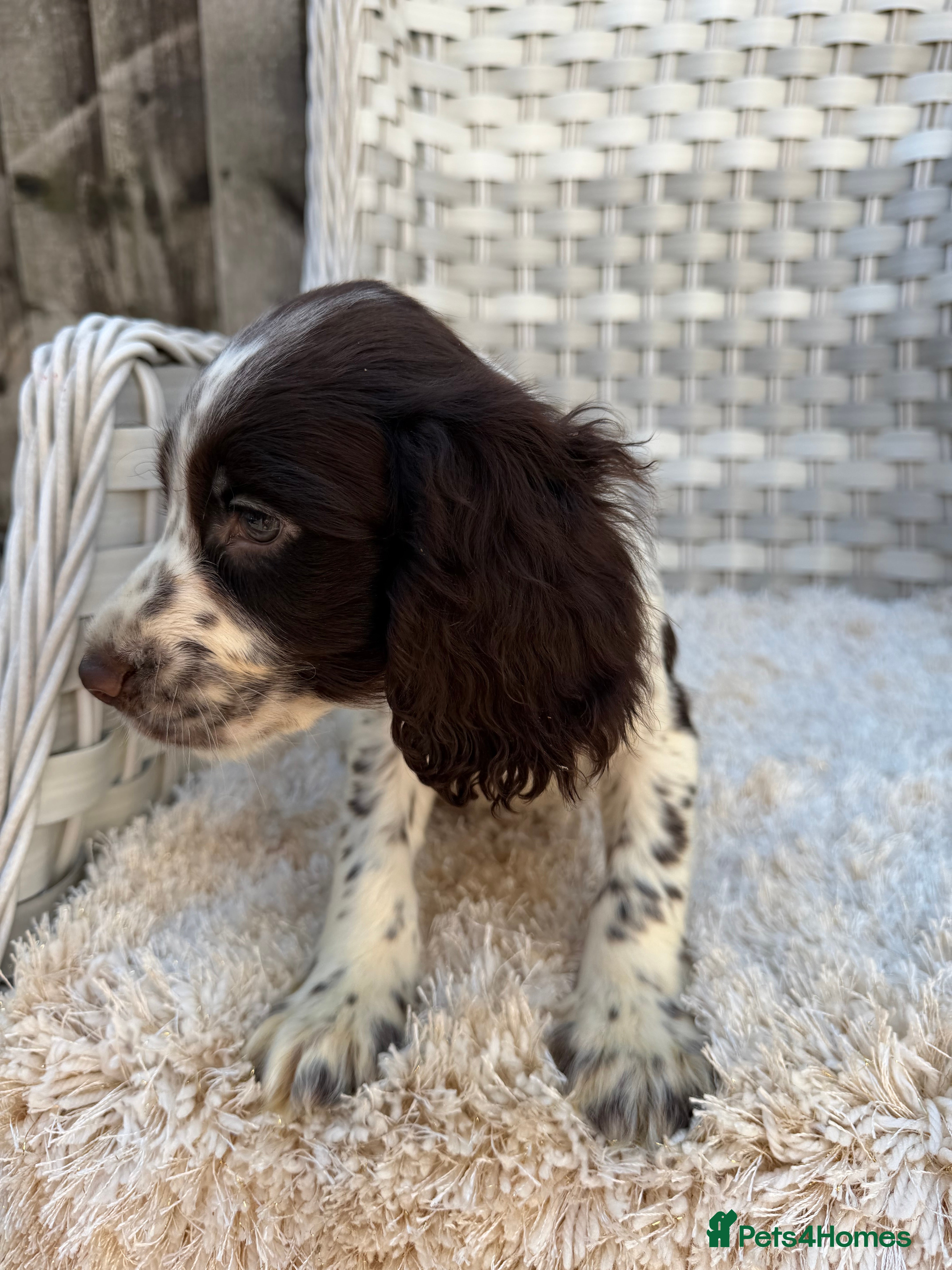 Cocker Spaniel dogs Working cocker spaniels - Advert 2
