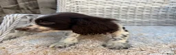 Cocker Spaniel dogs for sale: Working cocker spaniels - Advert 5