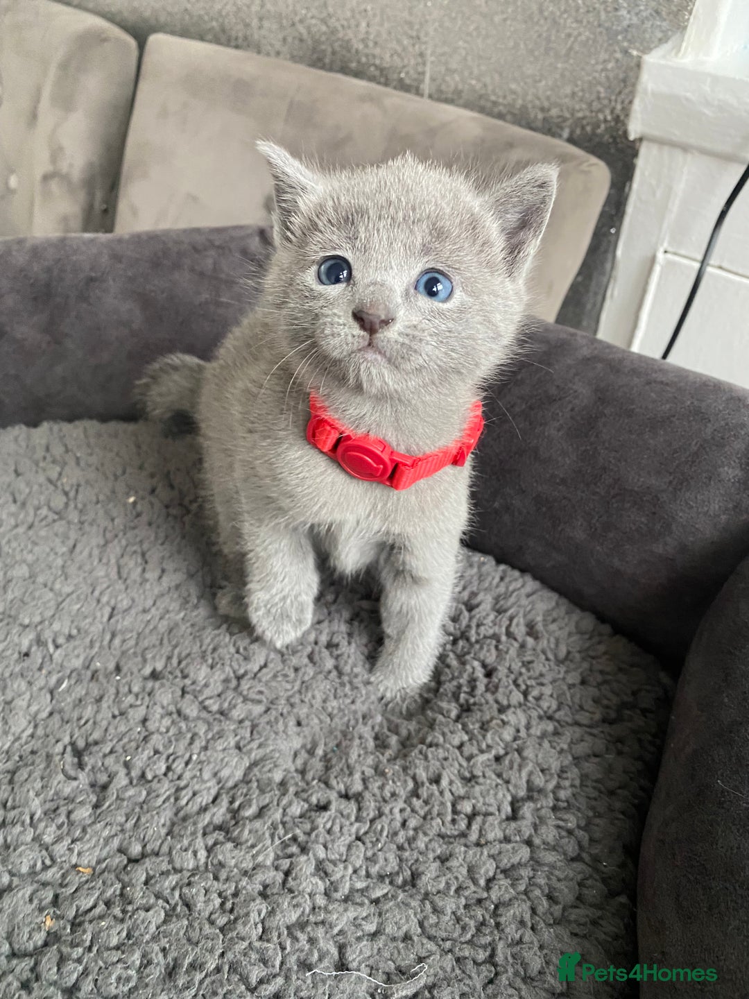 Russian Blue cats for sale: Russian blue kittens  - Advert 22