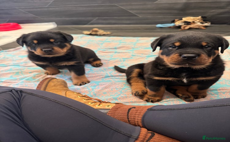 Rottweiler dogs - Advert 4