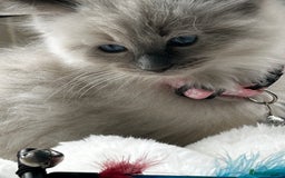 Ragdoll cats for sale: 3 STUNNING RAGDOLL KITTENS AVAILABLE - Image 7