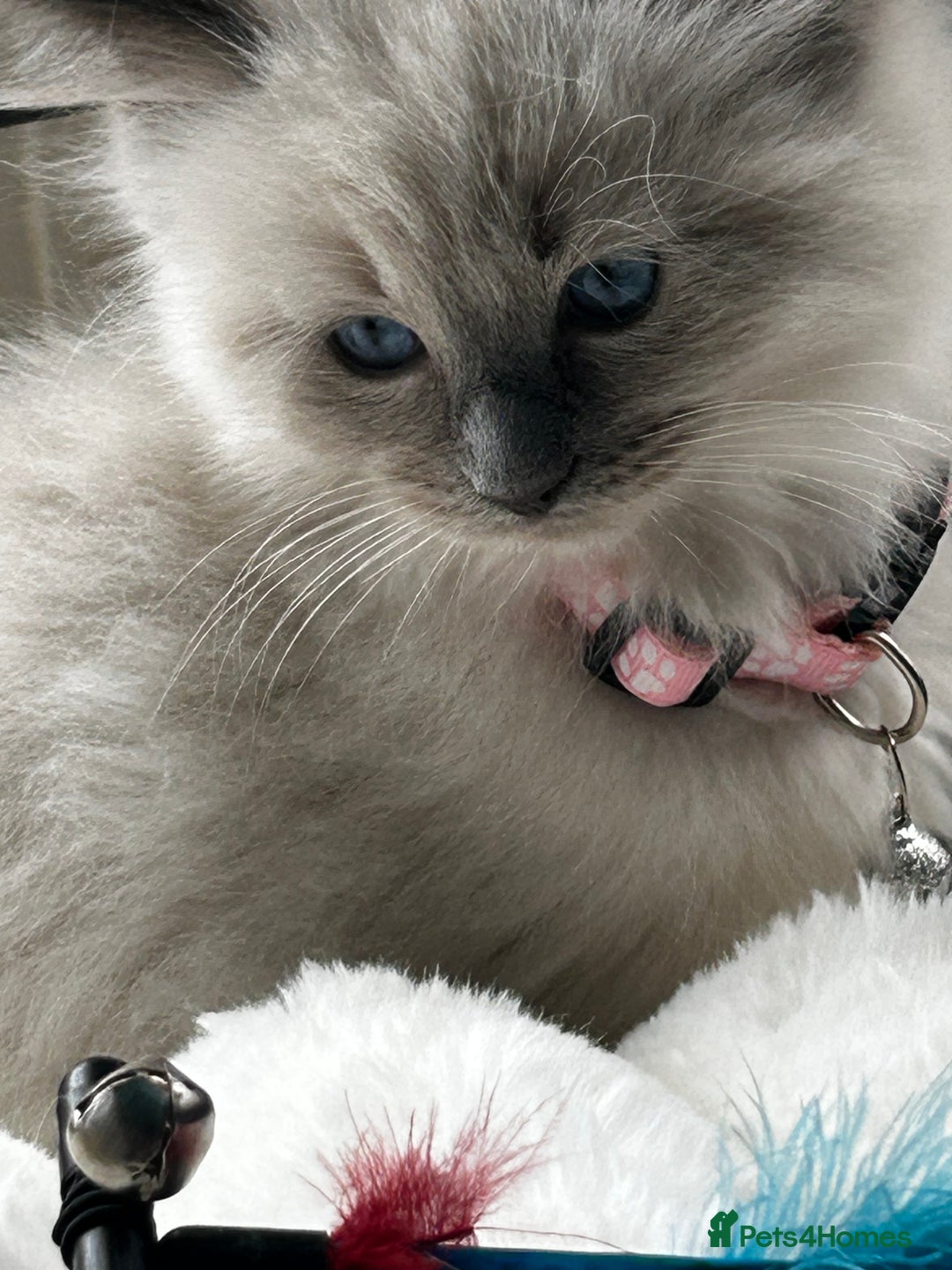 Ragdoll cats for sale: 3 STUNNING RAGDOLL KITTENS AVAILABLE - Image 7