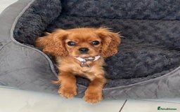 Cavalier King Charles Spaniel dogs for sale: Beautiful cavaliers fully health, and heart tested - Image 8
