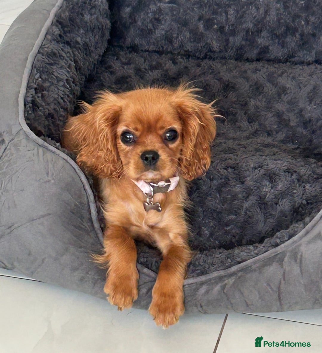 Cavalier King Charles Spaniel dogs for sale: Beautiful cavaliers fully health, and heart tested - Image 8