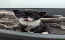 Mixed Breed cats for sale: Two Adorable Kittens – Ready for New Homes - Image 3