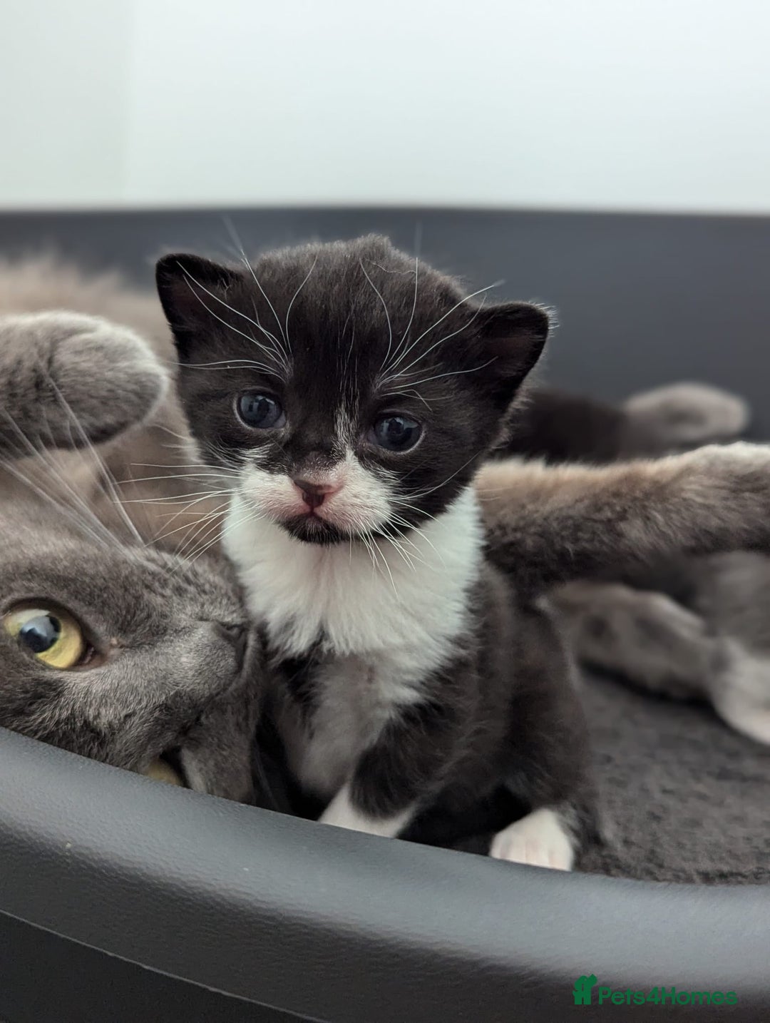Mixed Breed cats for sale: Two Adorable Kittens – Ready for New Homes - Image 3