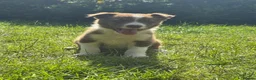 Border Collie dogs for sale: Health Tested Red & White Collie Male - Advert 4