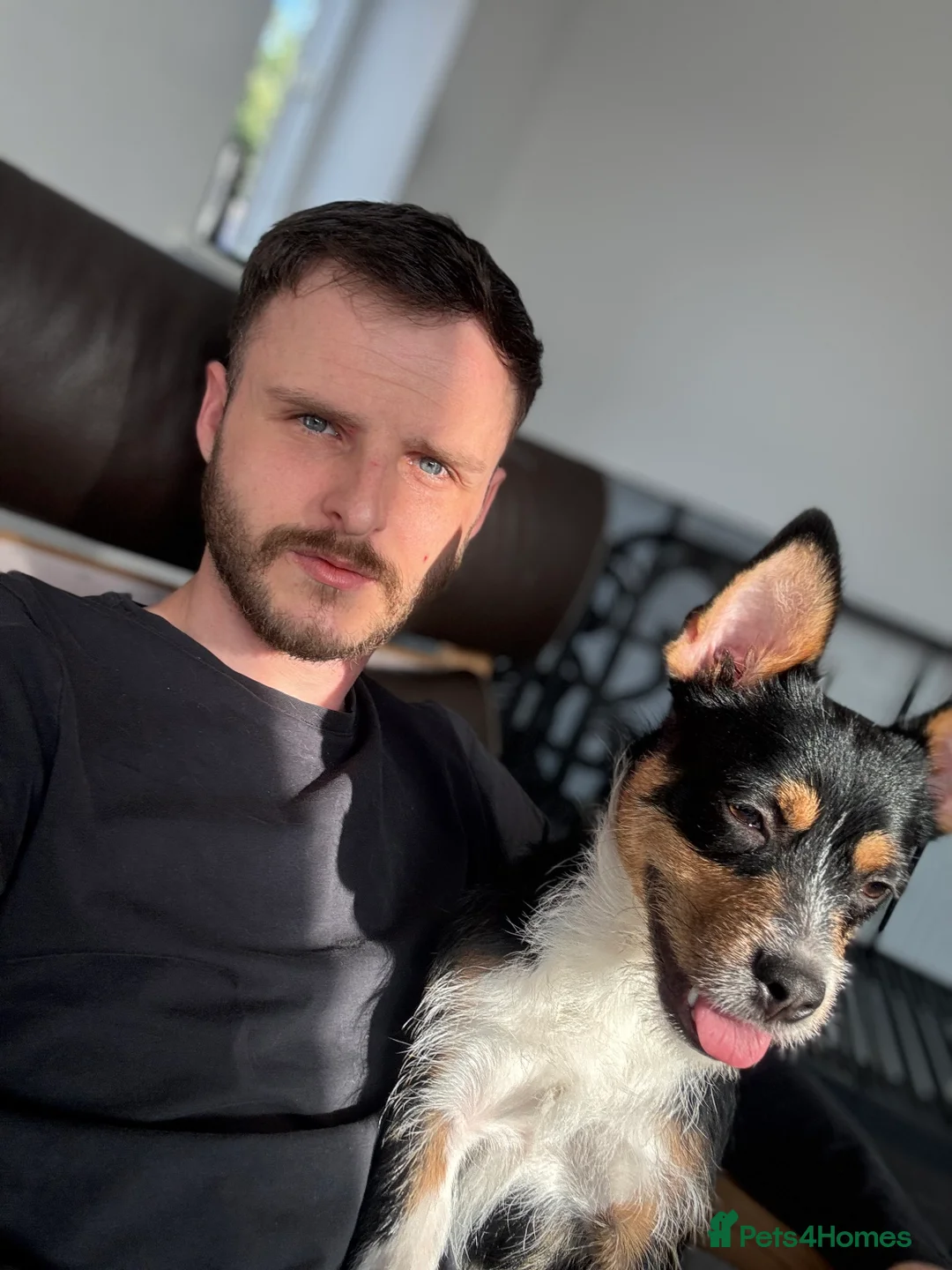 Mixed Breed dogs for sale: Needs to be rejoined  - Advert 3