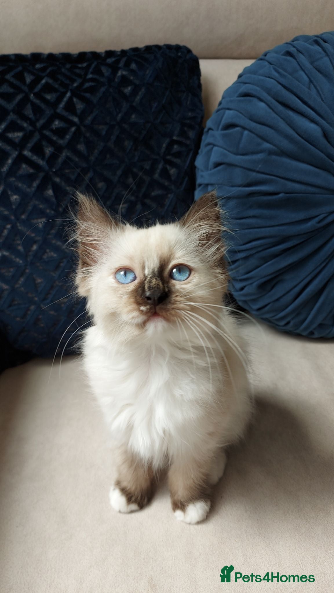 Ragdoll cats STUNNING Ragamese Kittens Ready to Leave - Advert 2