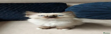 Seal Tortie Mitted Girl