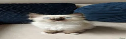 Ragdoll cats for sale: ONLY 2 LEFT Stunning Ragamese Kittens - Advert 17