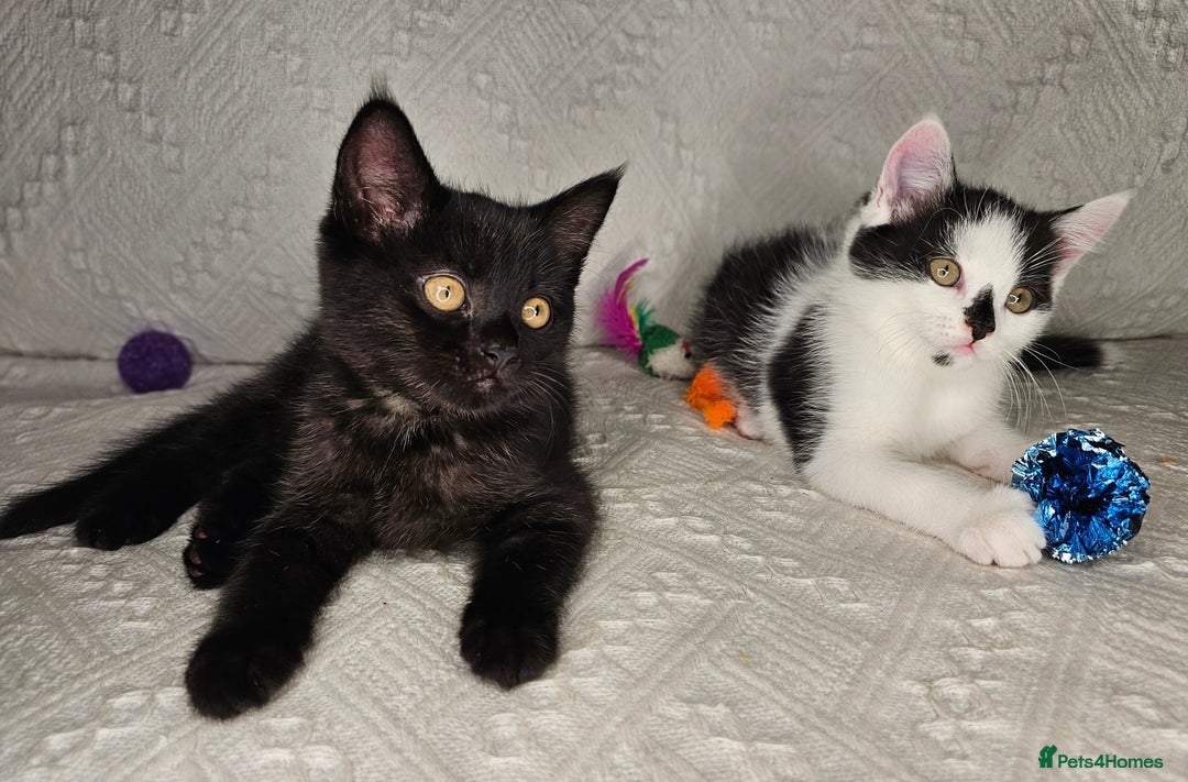 Scottish Fold cats for sale: Scottish straight x British short kittens  - Image 17