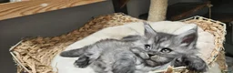 Maine Coon cats for sale: Large Maine Coon kittens regd European bloodline - Advert 8