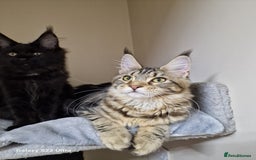 Maine Coon cats for sale: 🍁🍂Good females🏡🎯📣 - Image 18
