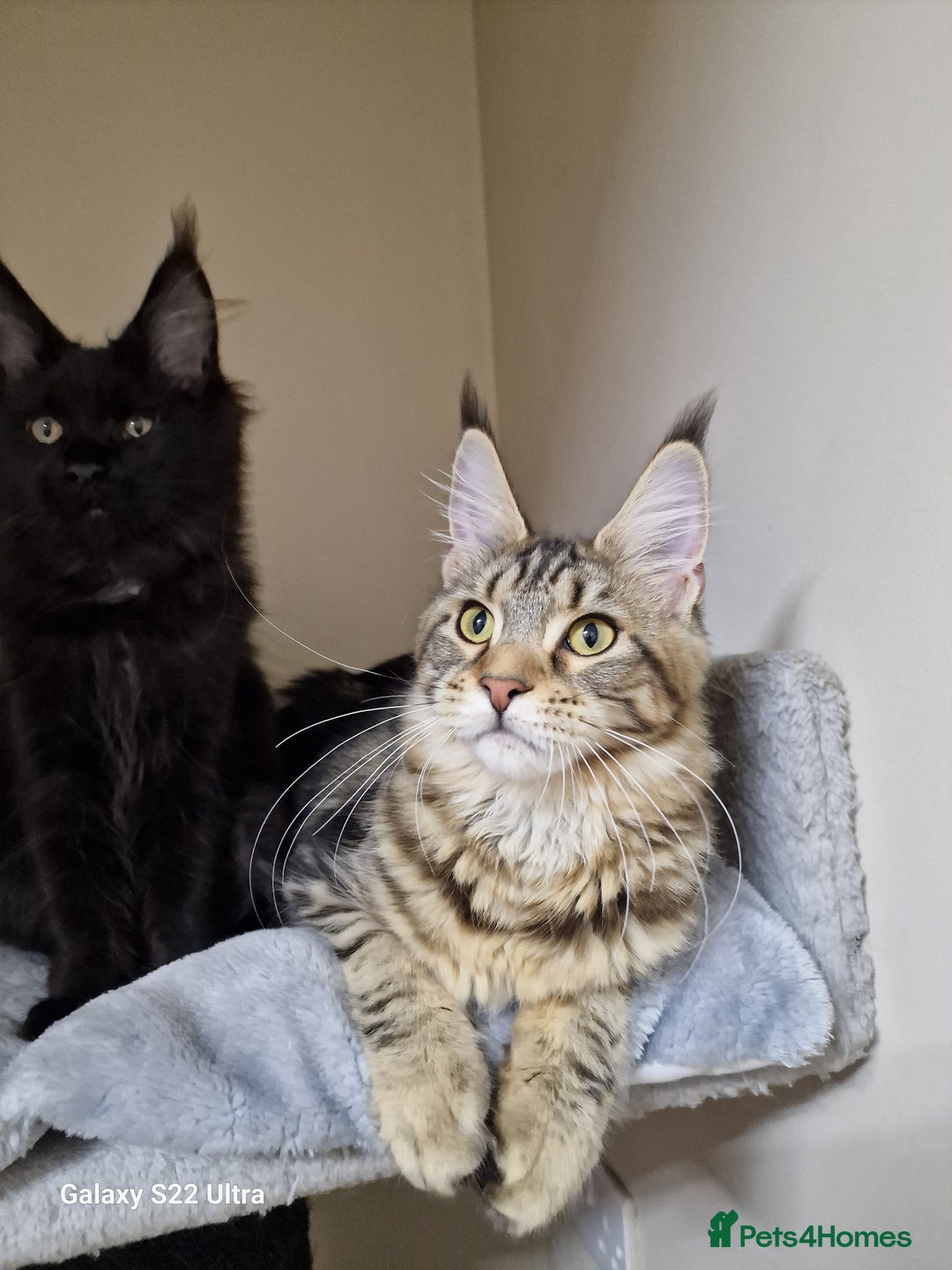 Maine Coon cats for sale: 🍁🍂Good females🏡🎯📣 - Image 18