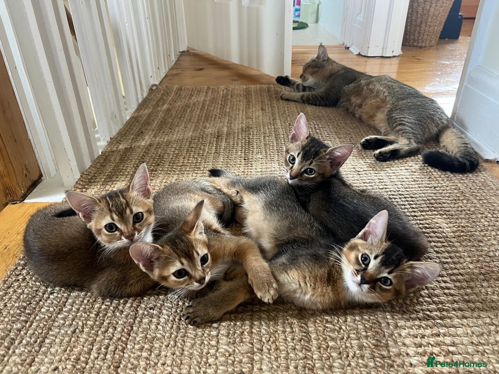 Abyssinian cats Four 3/4 Abyssinian 1/4 British shorthair kittens - Advert 1