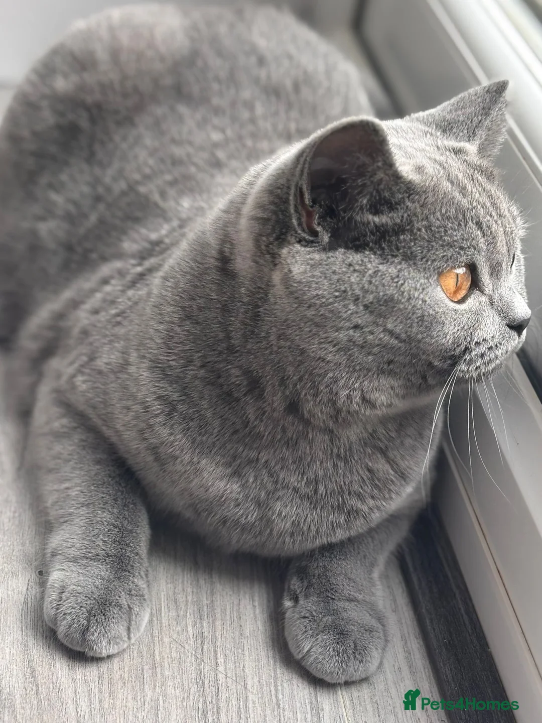 British Shorthair cats for sale: BRITISH SHORTHAIR KITTENS (registered) - Advert 19