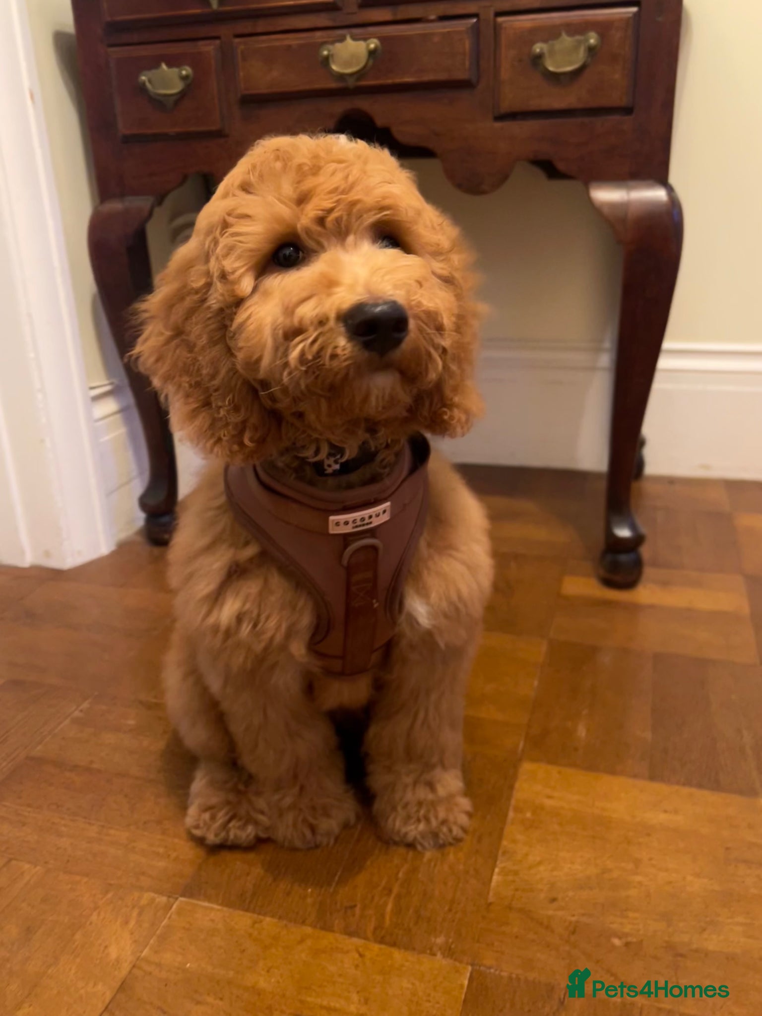 Cockapoo dogs Red Cockapoo female puppy - Advert 1