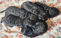 Cockapoo dogs for sale: 🐾 F1b Cockapoo Puppies for Sale 🐾 - Image 1