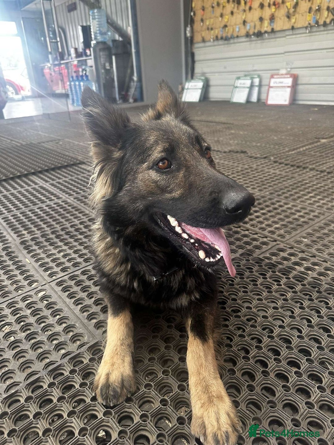 German Shepherd dogs for sale: Germany 🇩🇪 shepherd puppies dogs 🐕 big boned - Image 7