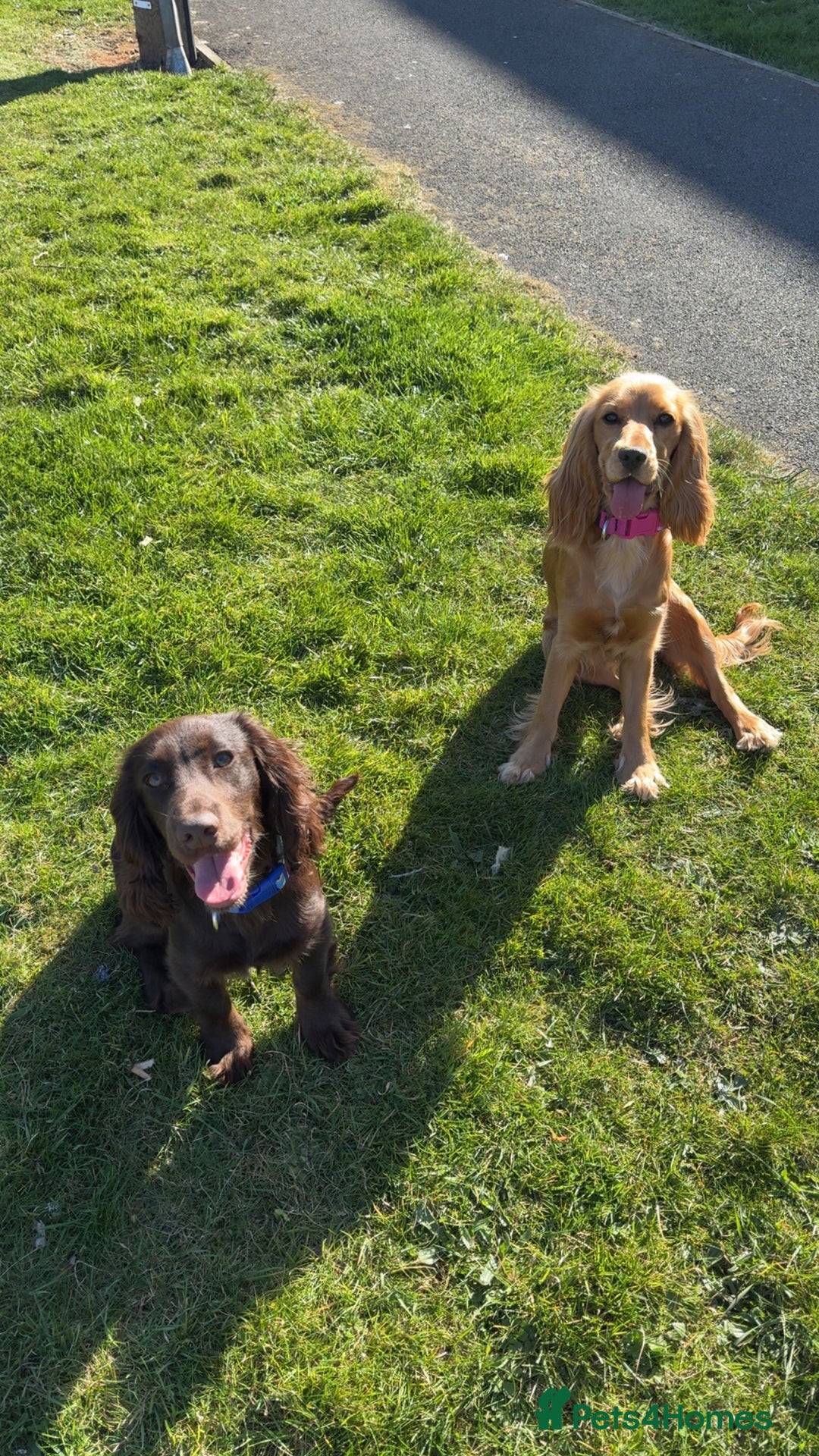 Cocker Spaniel dogs for sale: Show Cocker spaniel puppy’s 5 weeks old  - Advert 14