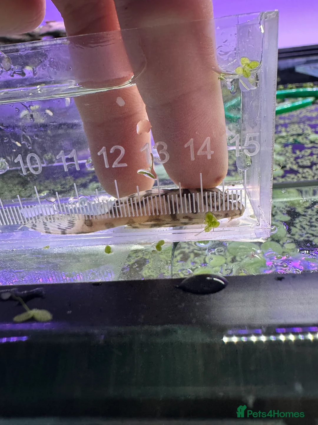Plecos fish for sale: L236SWandRB mix 3male 5female - Advert 8
