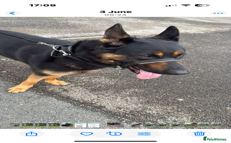 German Shepherd dogs - Advert 1