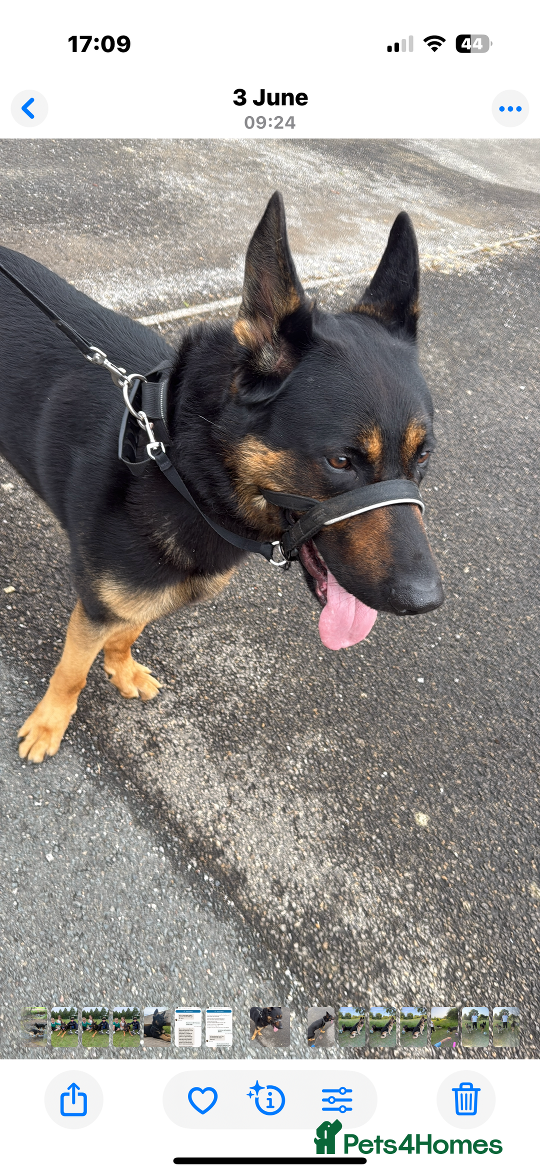 German Shepherd dogs for sale: 2 year old male German shepherd - Image 1