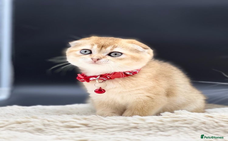 Scottish Fold cats - Advert 11